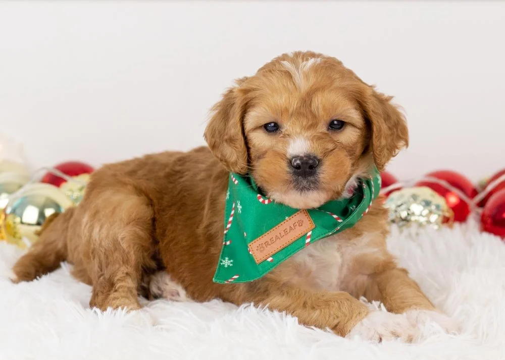 Walnut Goldendoodle for sale(3).jpg