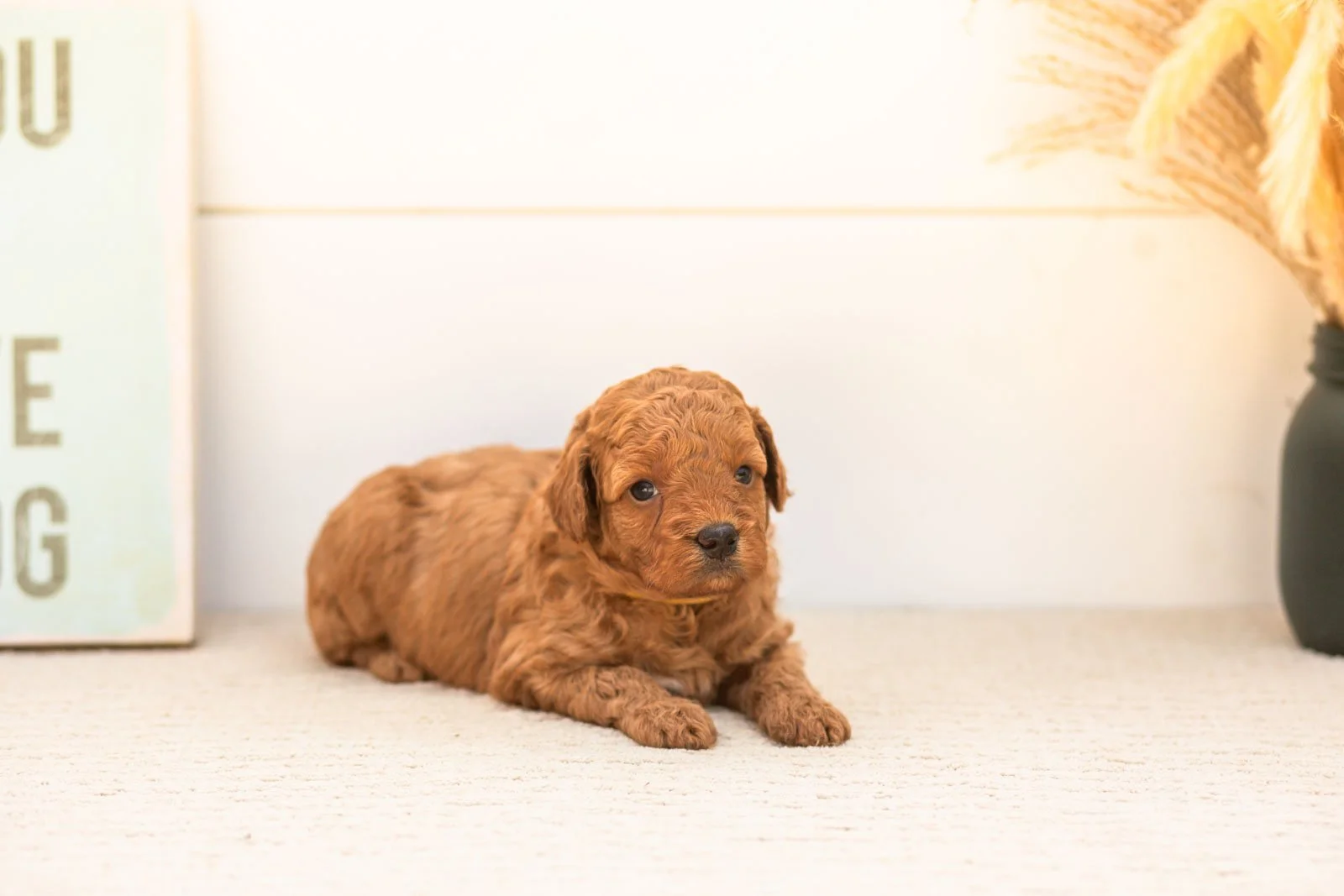 Ladybug goldendoodle for sale(4).jpg