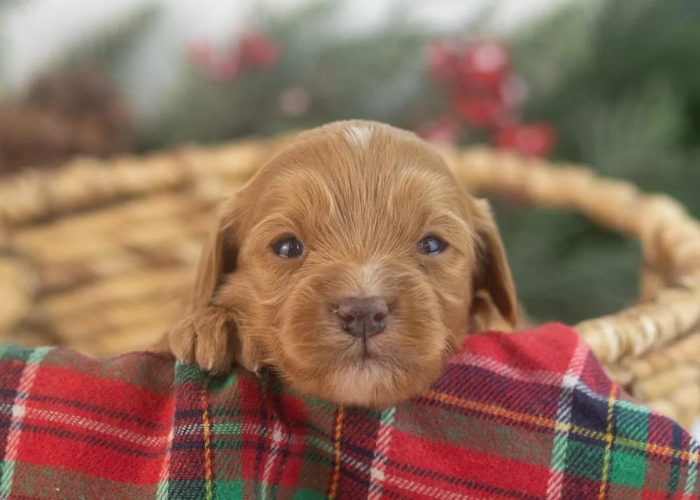 Eleven goldendoodle for sale(1).jpg