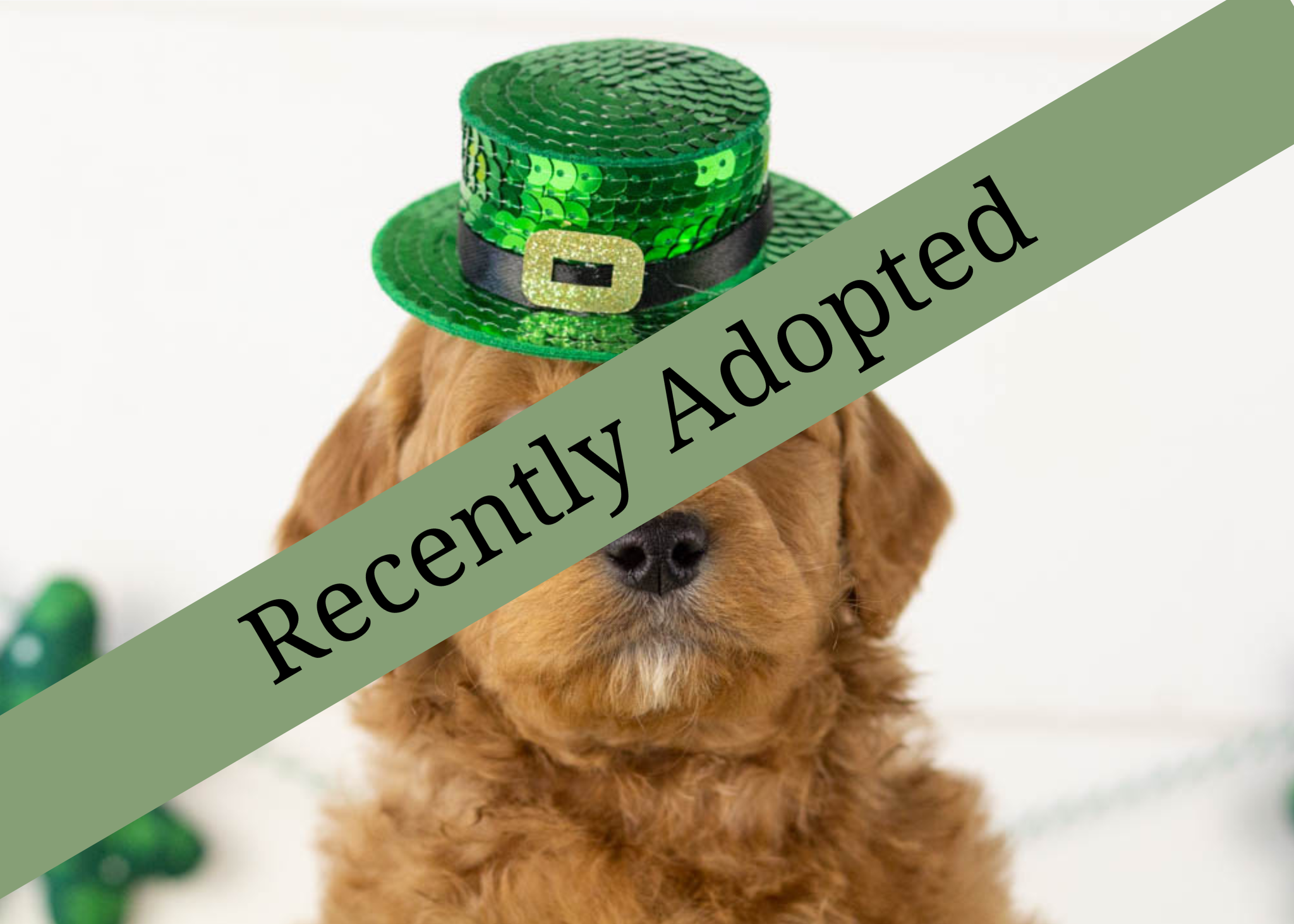 goldendoodle for sale