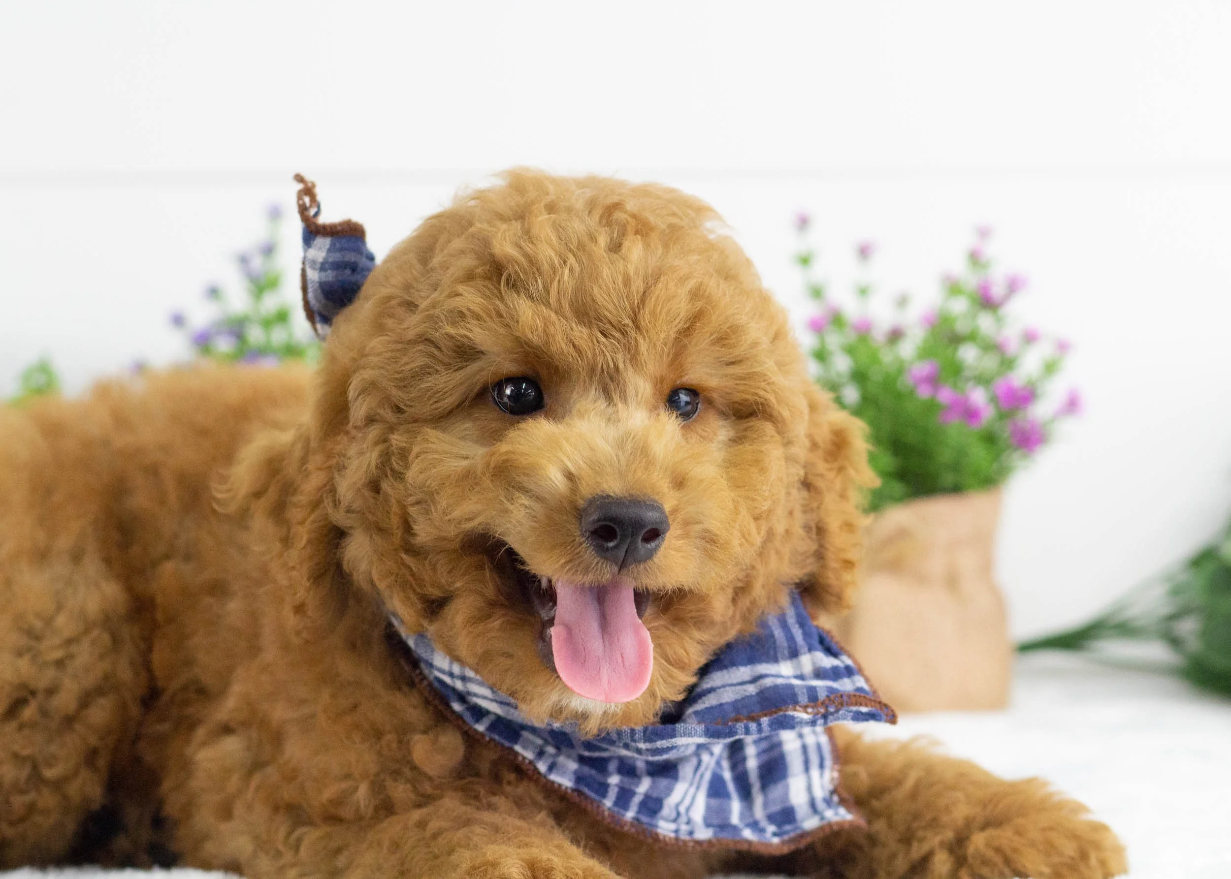 Finn Goldendoodle For Sale.jpg