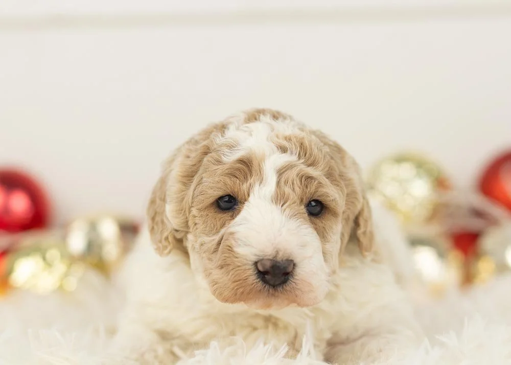 Bluey goldendoodle for sale(1).jpg