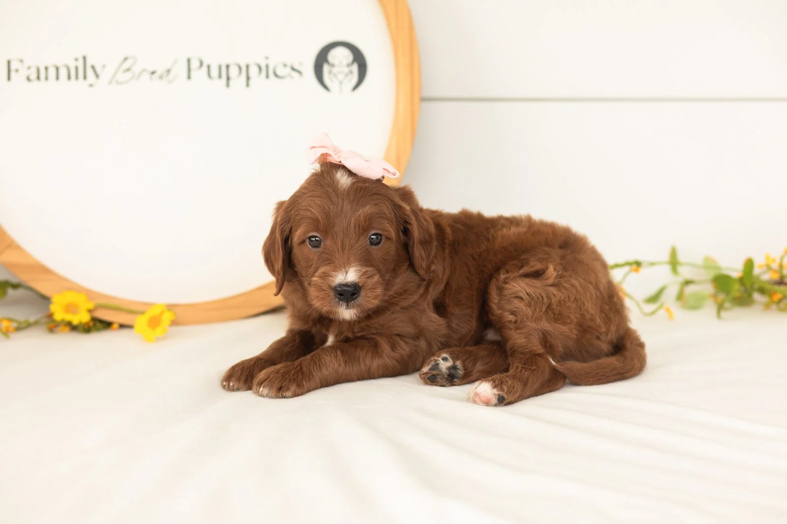Jiggly goldendoodle for sale(1).jpg