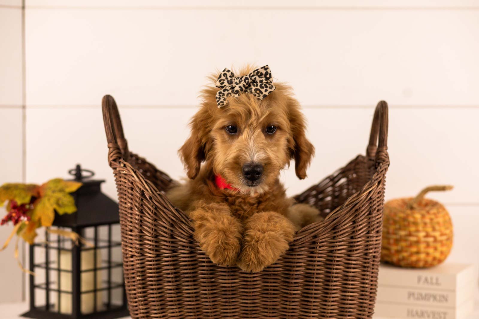 Holly goldendoodle for sale 1.jpg