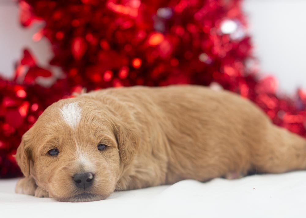 Hershey goldendoodle for sale.jpg