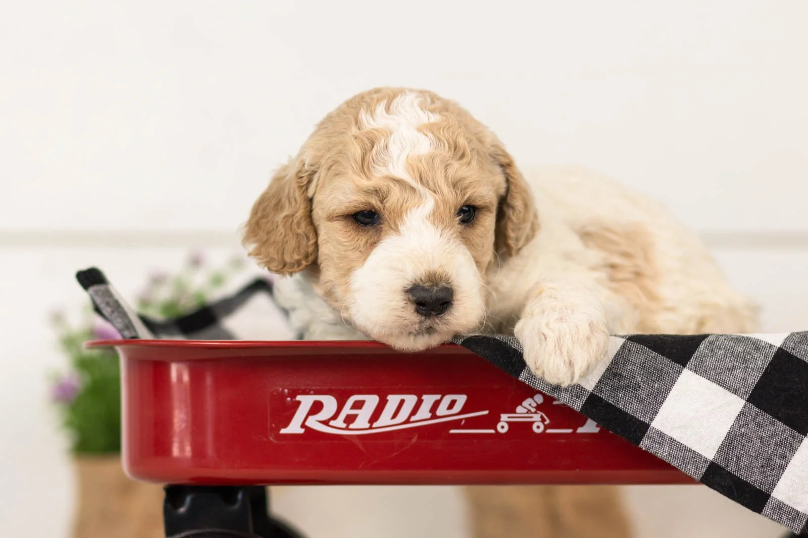 Dirby goldendoodle for sale(3).jpg