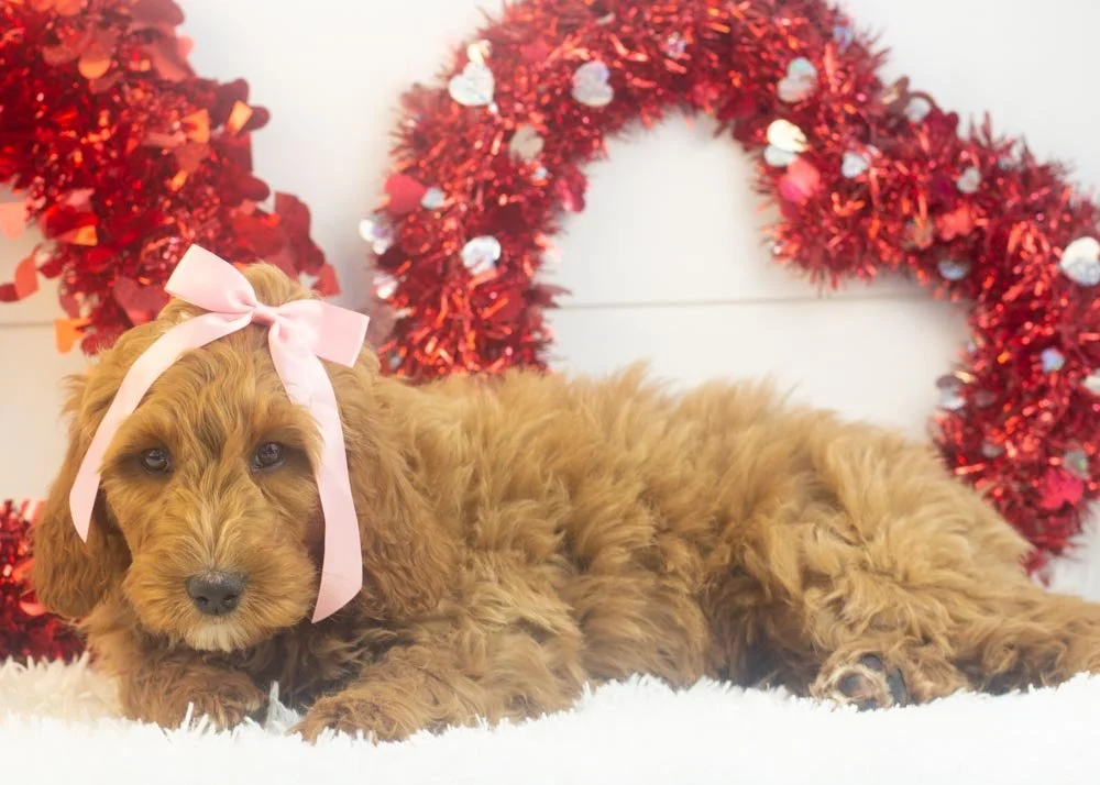 Jazz goldendoodle for sale.jpg