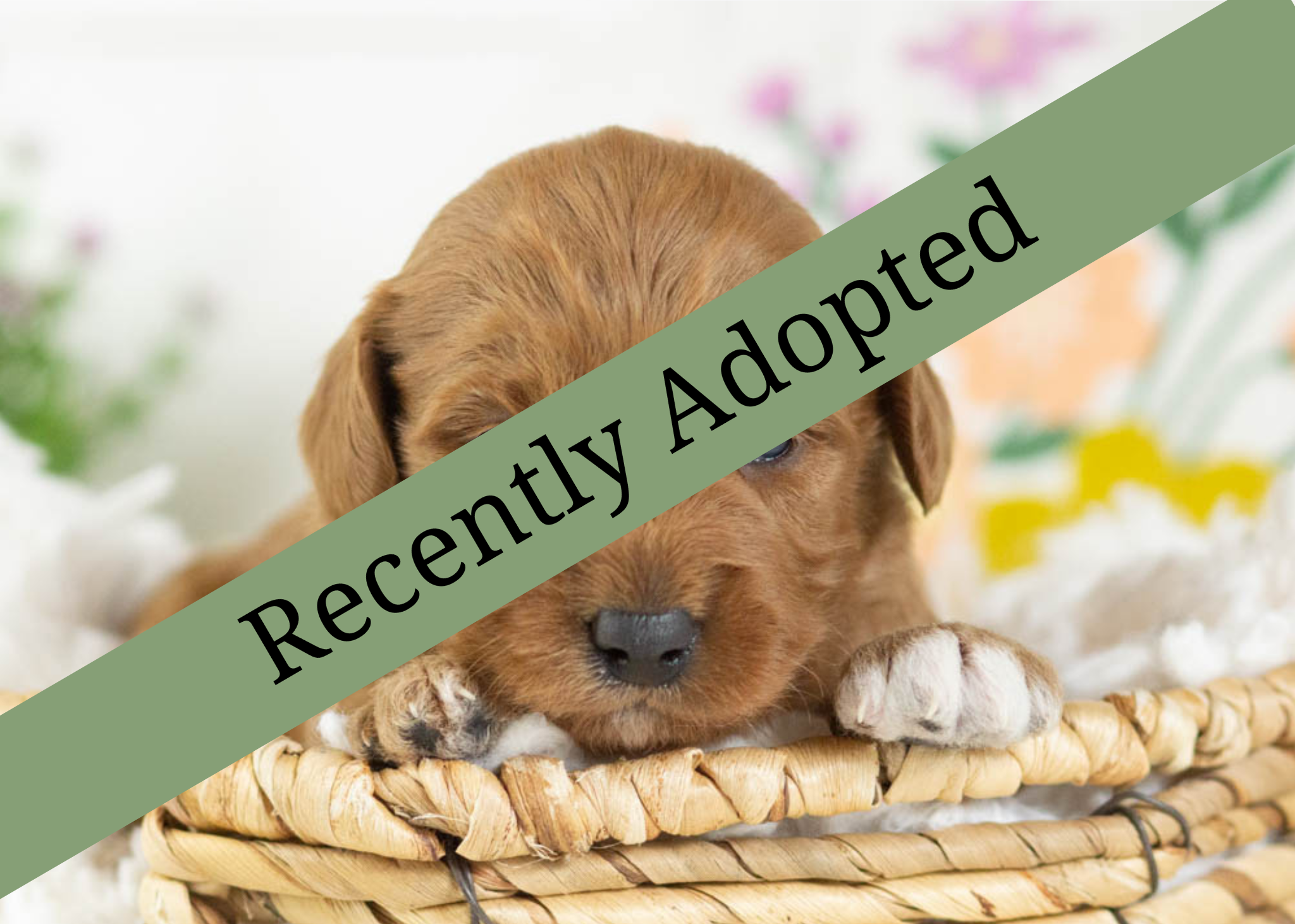 goldendoodle for sale