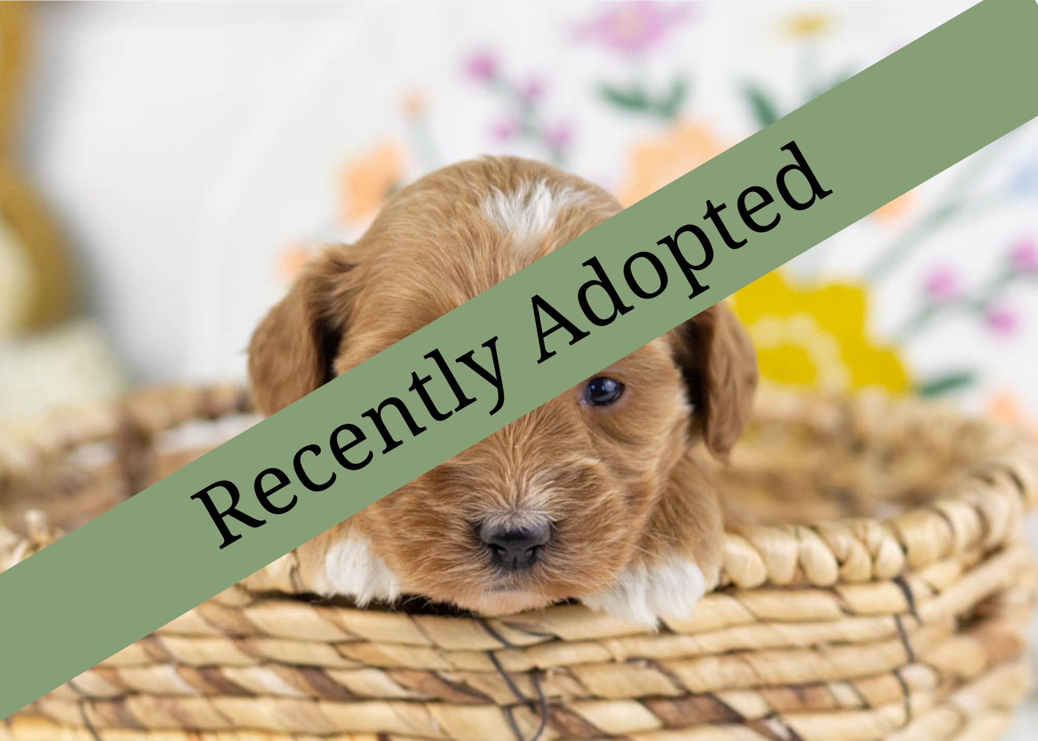 goldendoodle for sale