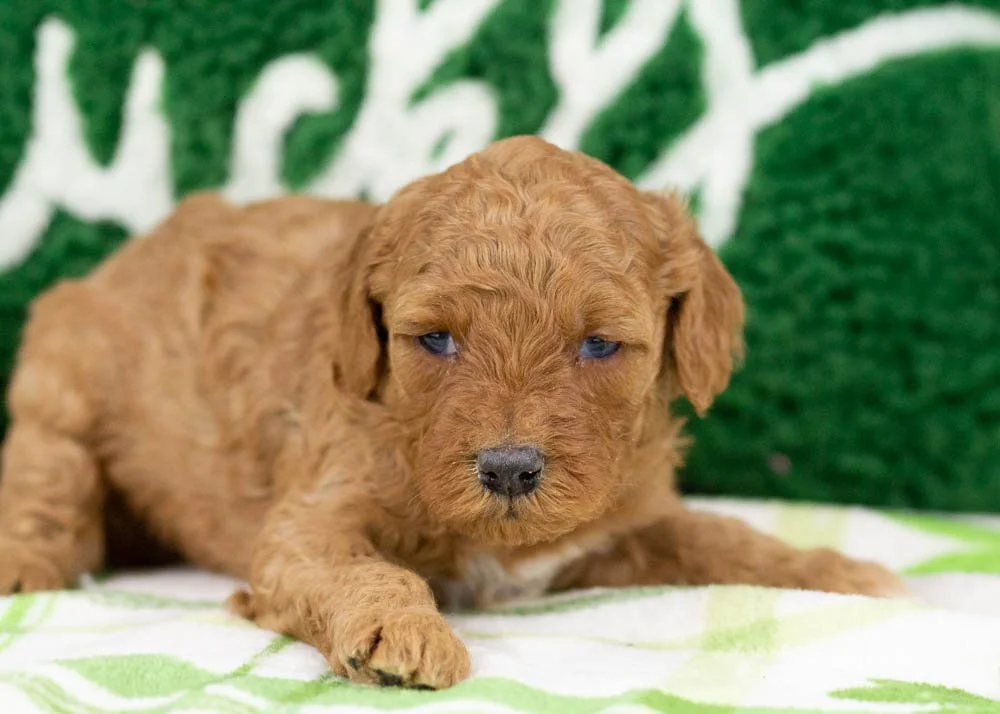 Blossom goldendoodle for sale(1).jpg