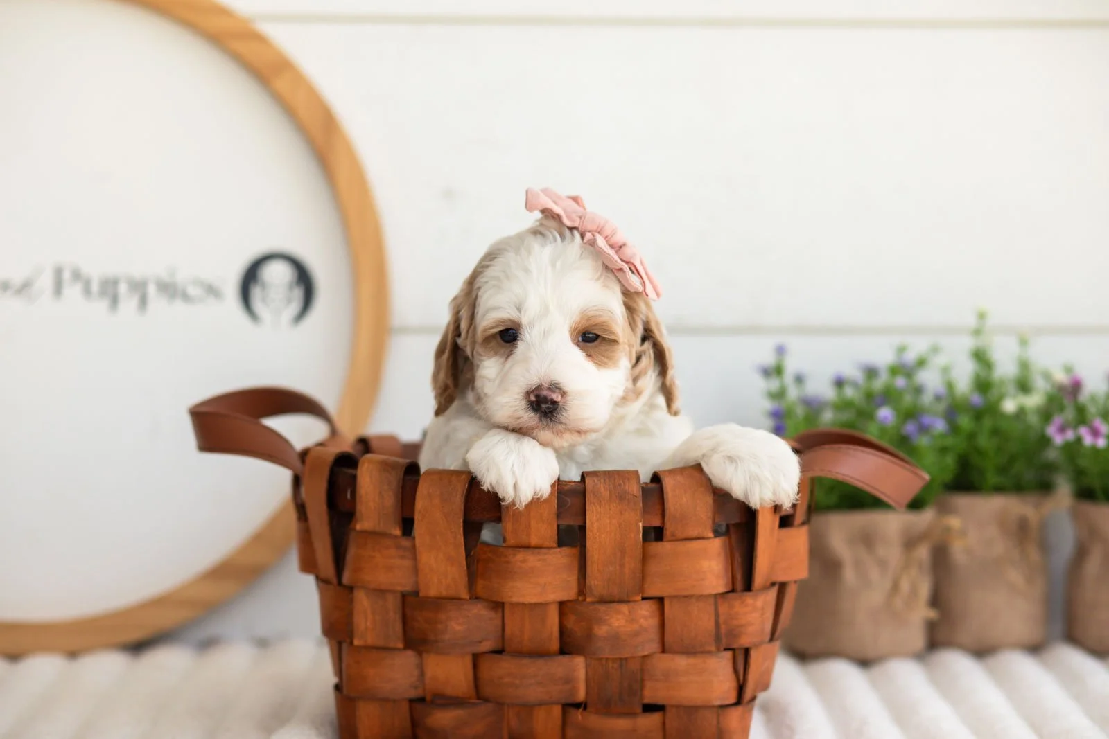 Ann goldendoodle for sale(3).jpg