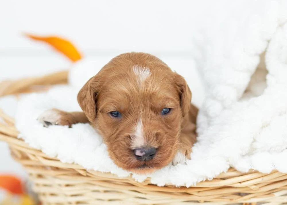 Almond goldendoodle for sale.jpg