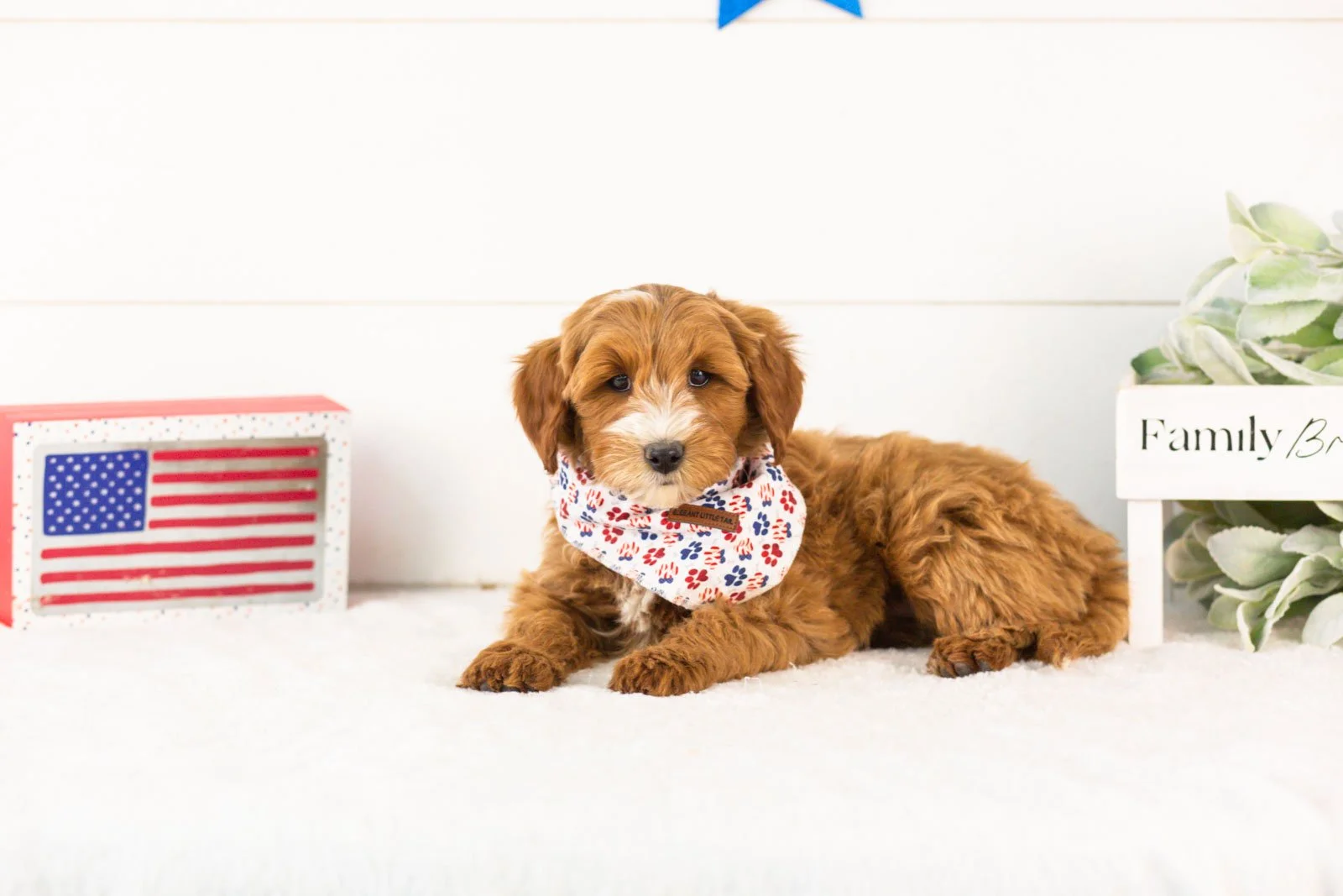 Fido goldendoodle for sale(1).jpg