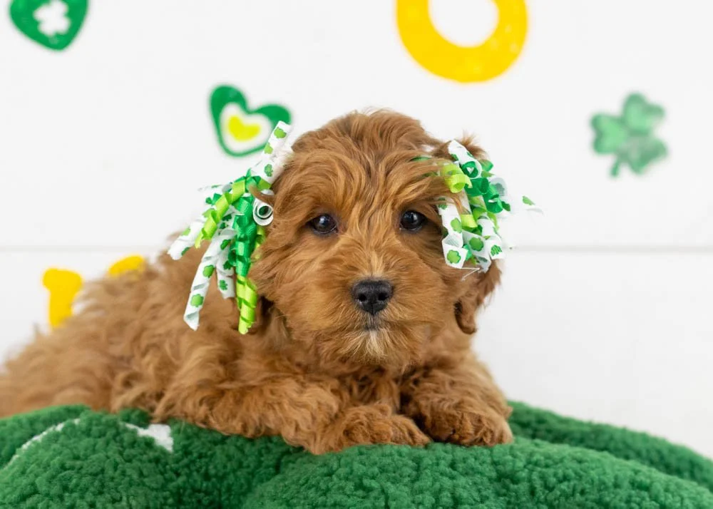 Candy goldendoodle for sale.jpg