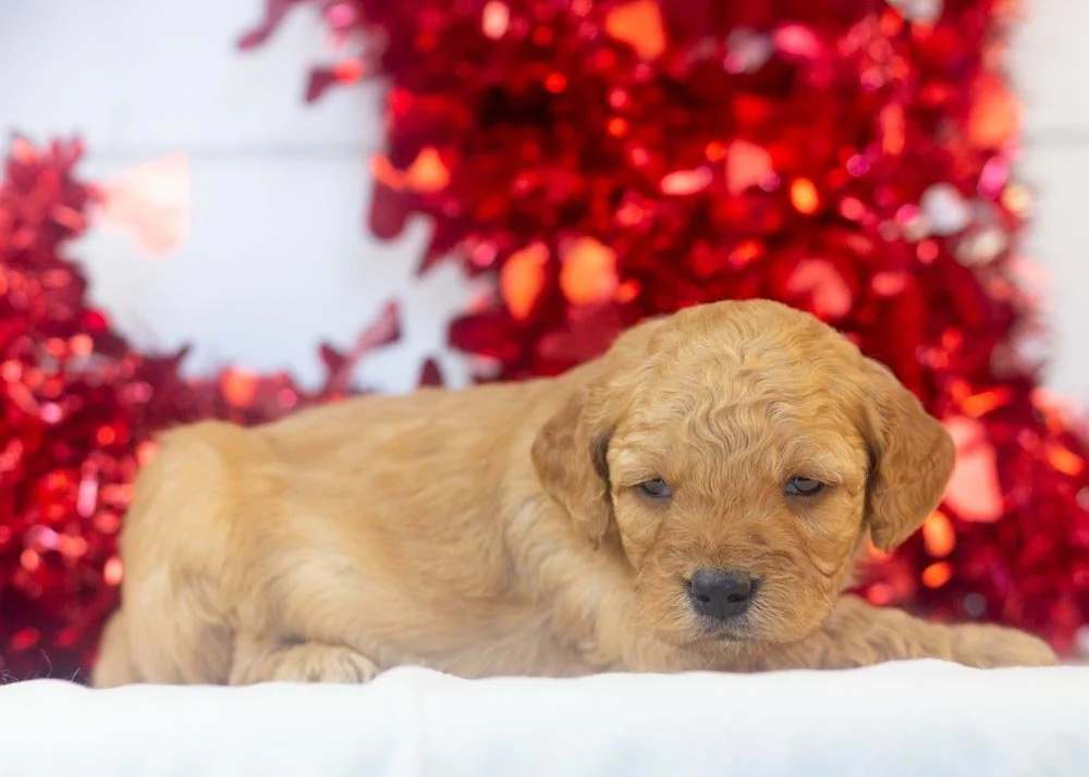 Arrow goldendoodle for sale(2).jpg