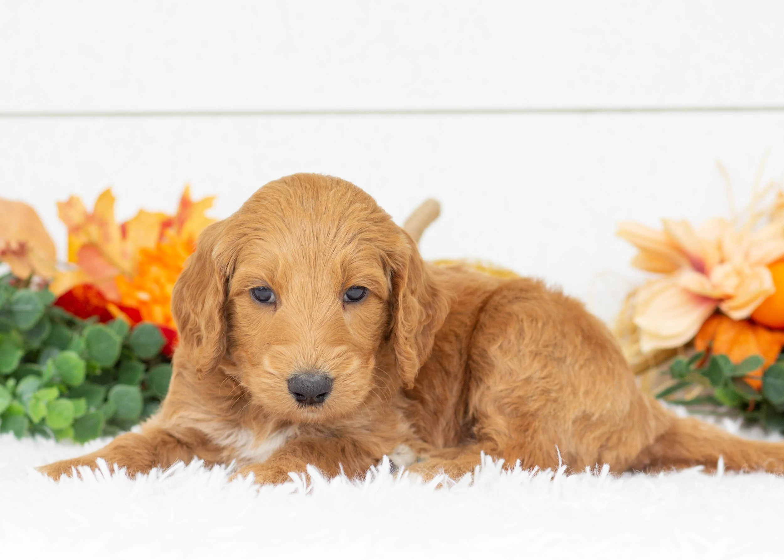 Fred goldendoodle for sale(2).jpg