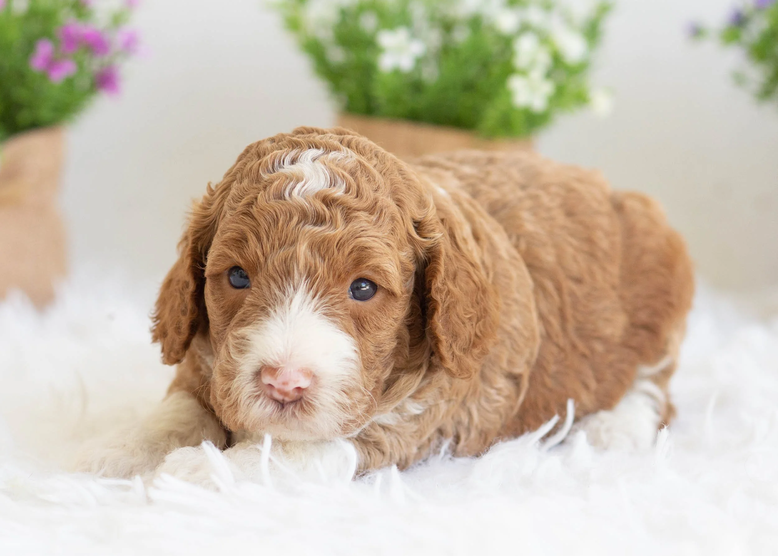 Zoey Goldendoodle For Sale(2).jpg