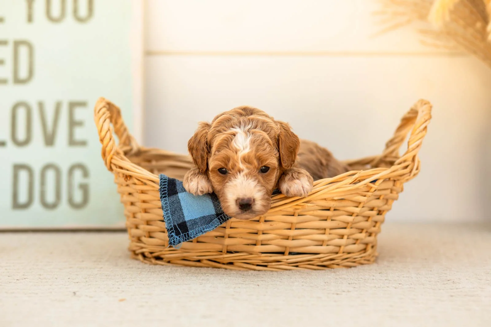 Honey goldendoodle for sale(2).jpg