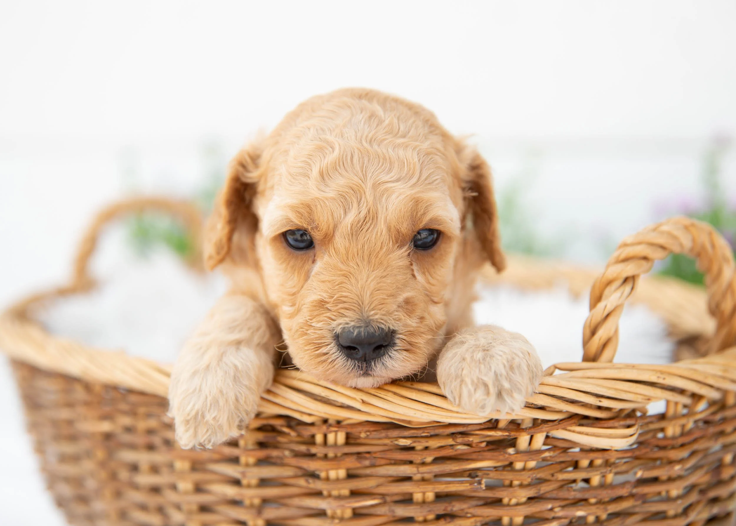 Ryder goldendoodle for sale.jpg