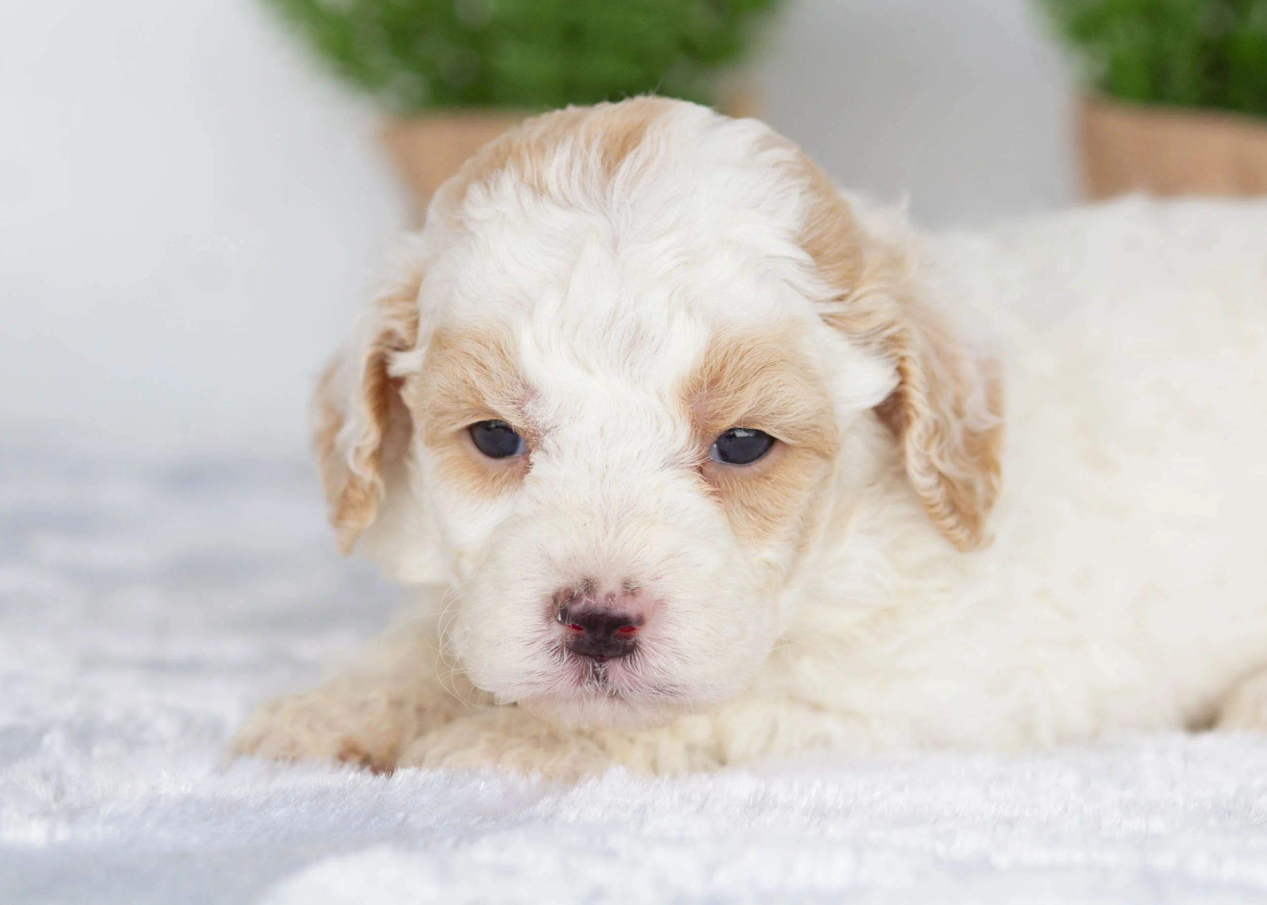 Huxley Goldendoodle For Sale(2).jpg