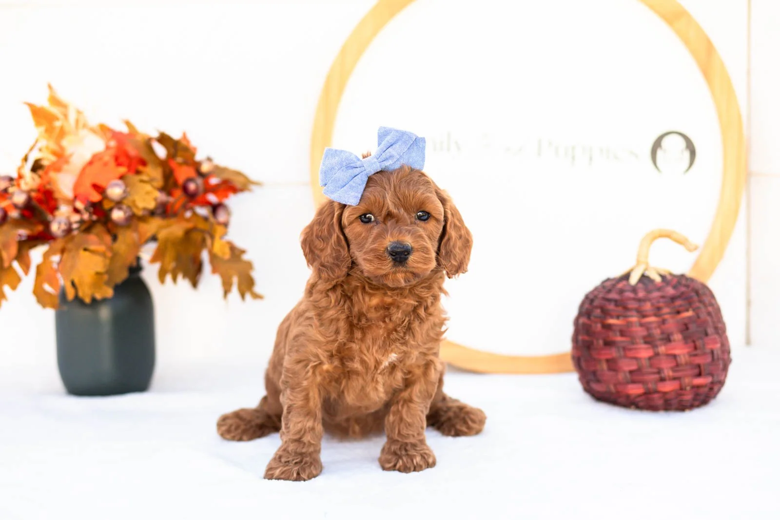 Emma goldendoodle for sale 4.jpg