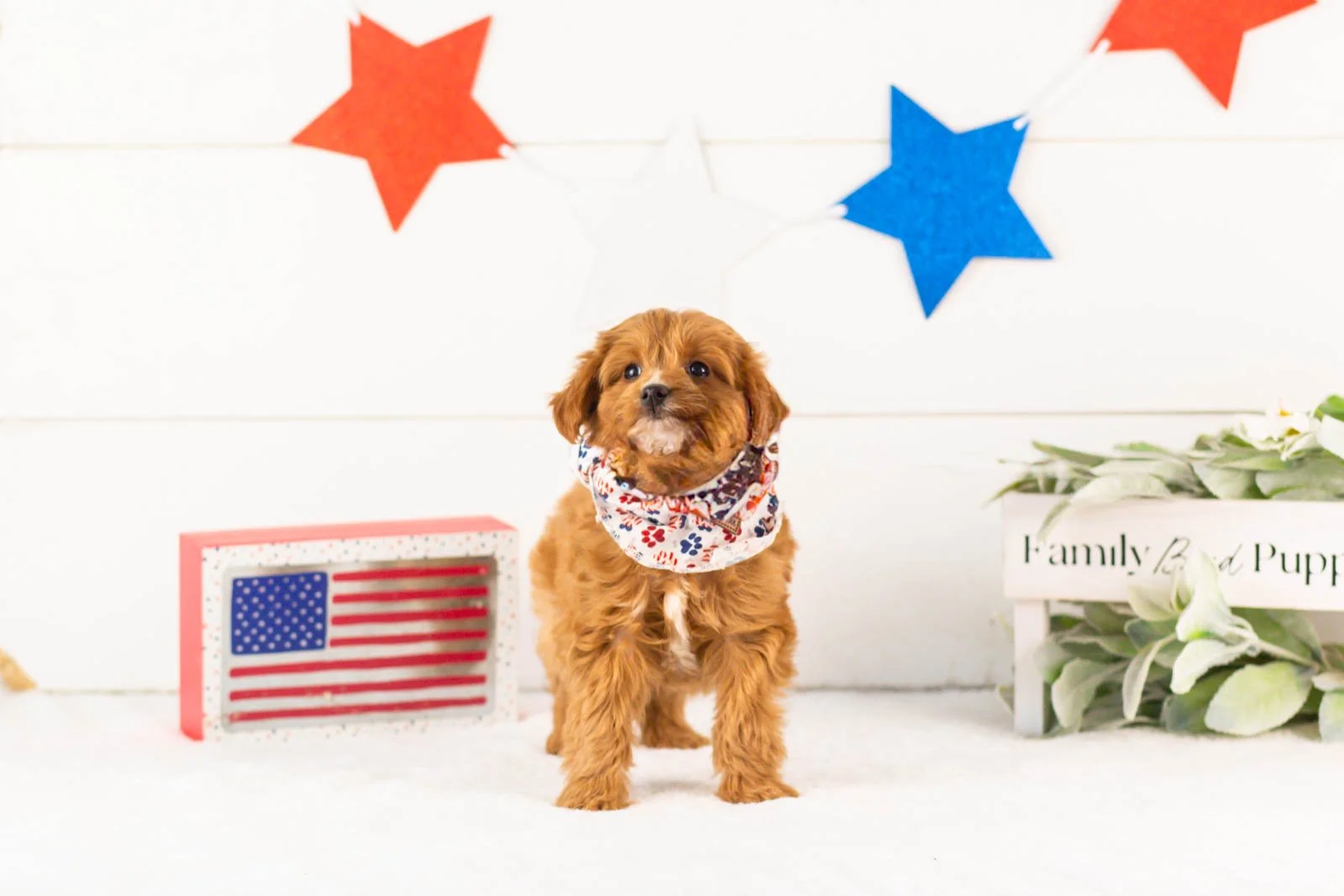 Fritter goldendoodle for sale.jpg