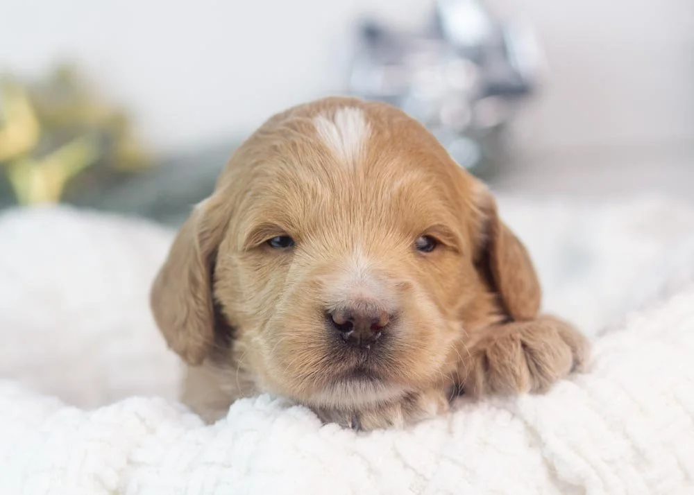 snare goldendoodle for sale(1).jpg