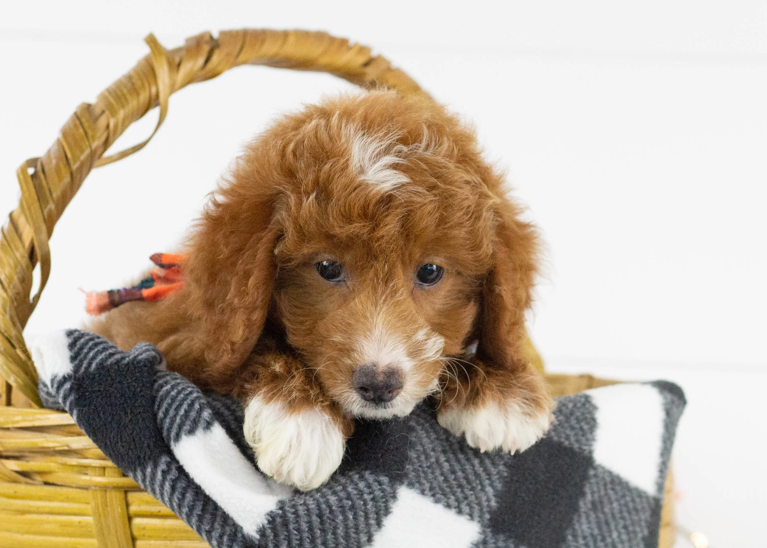 Oscar goldendoodle for sale(1).jpg
