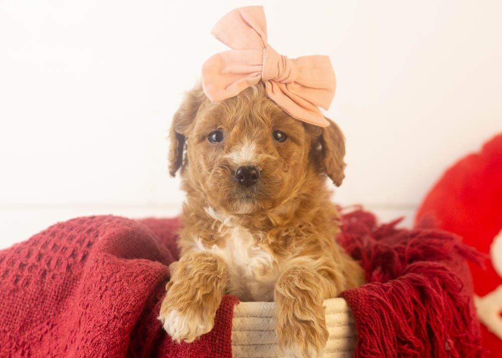 Truffle goldendoodle for sale(1).jpg