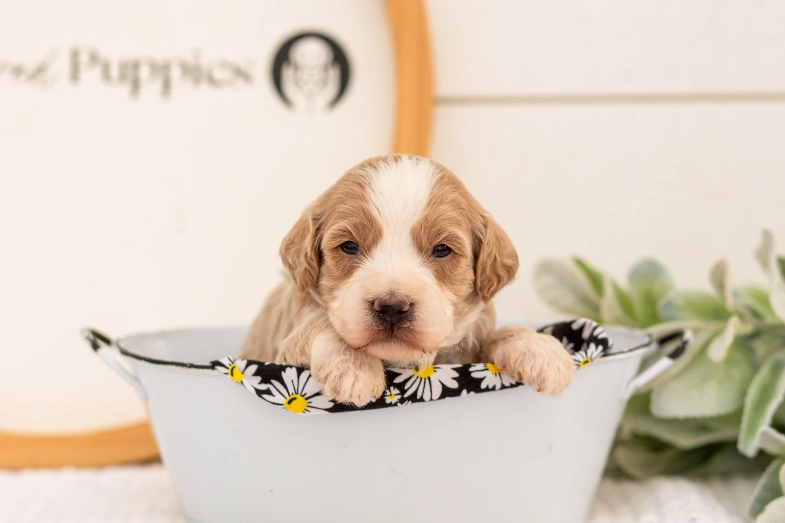 Peter goldendoodle for sale(2).jpg