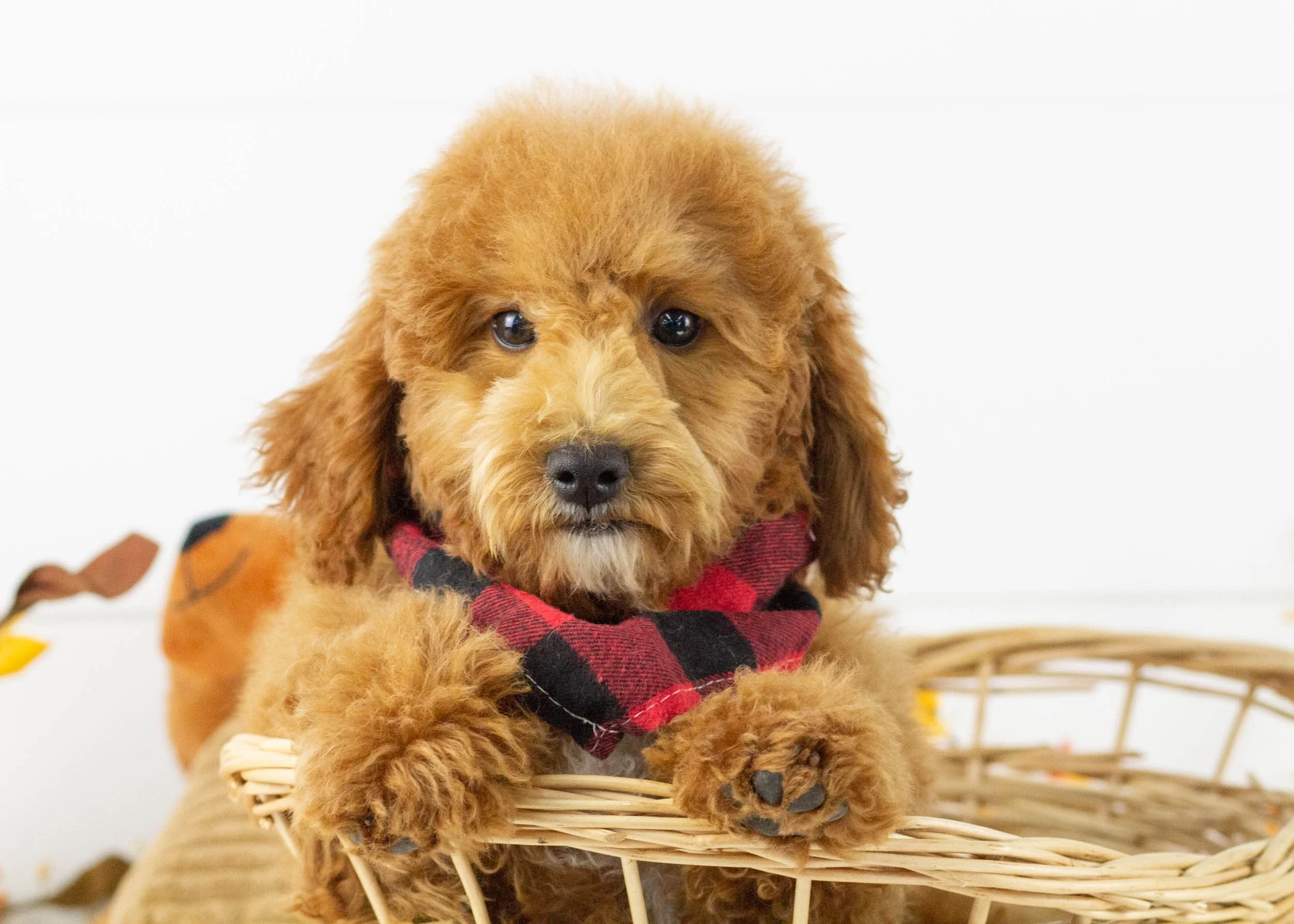 Tommy goldendoodle for sale.jpg