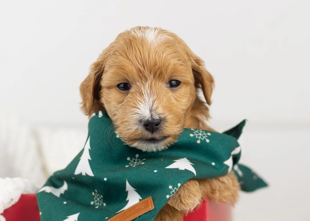 Moose goldendoodle for sale.jpg