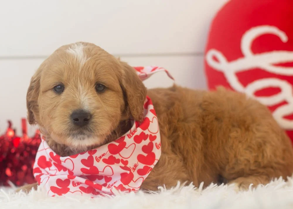 Hershey goldendoodle for sale.(2).jpg