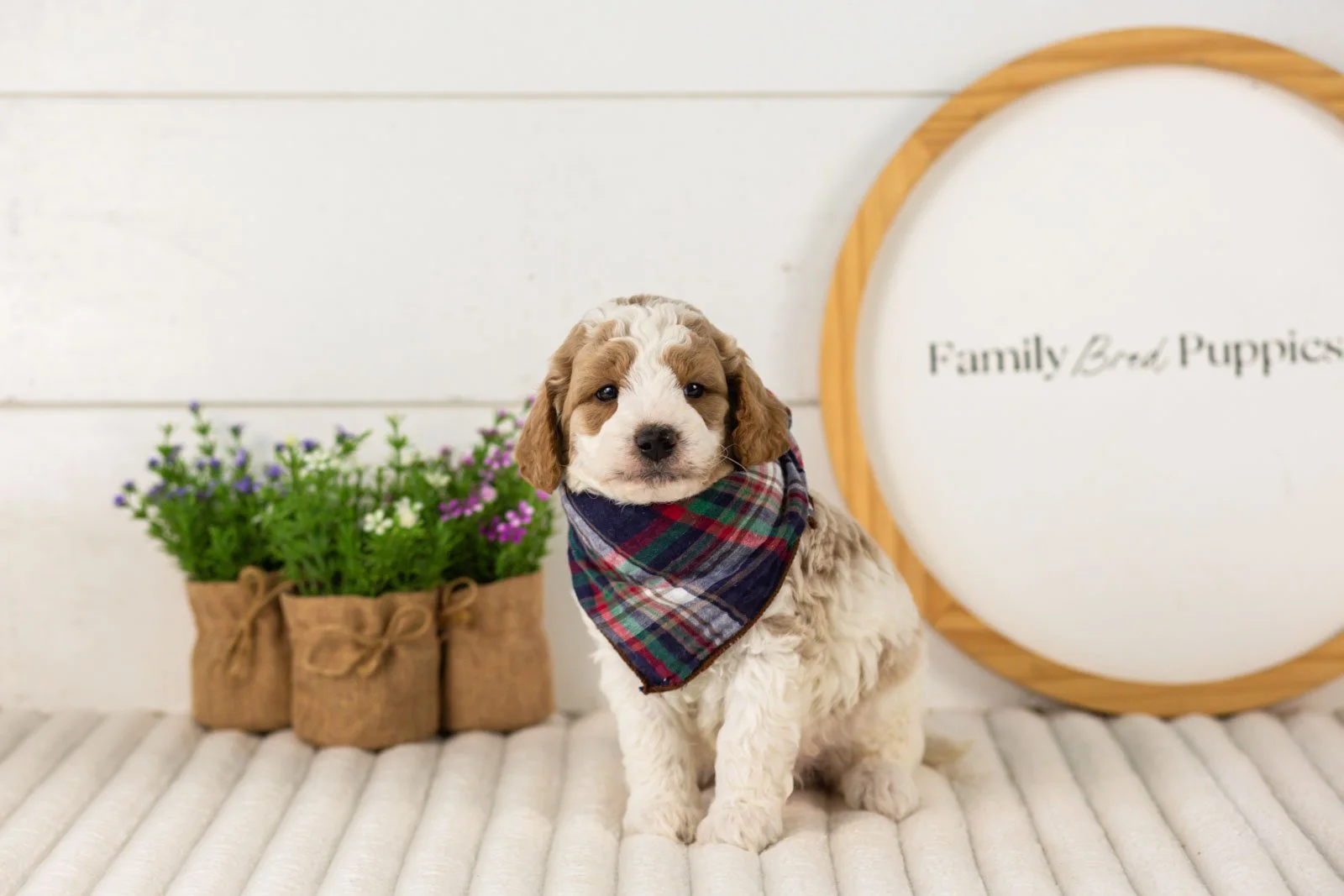 Drake goldendoodle for sale.jpg
