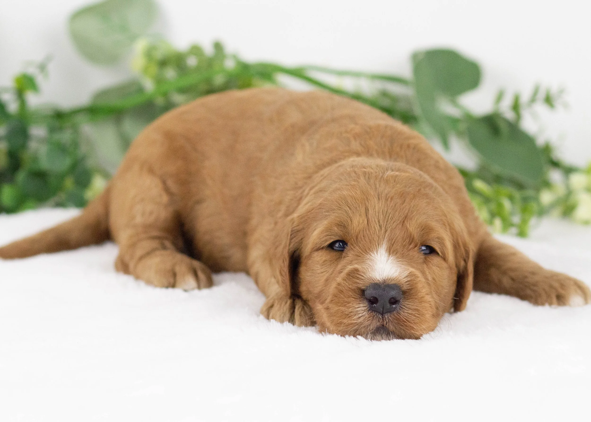 Cardinal goldendoodle for sale(3).jpg