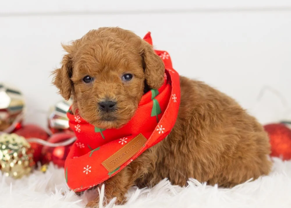 Kauffman 11-6-25 Bear 2.08-2.jpg