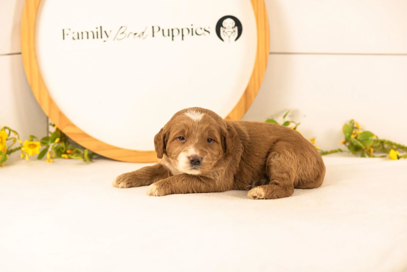 Marley goldendoodle for sale(1).jpg