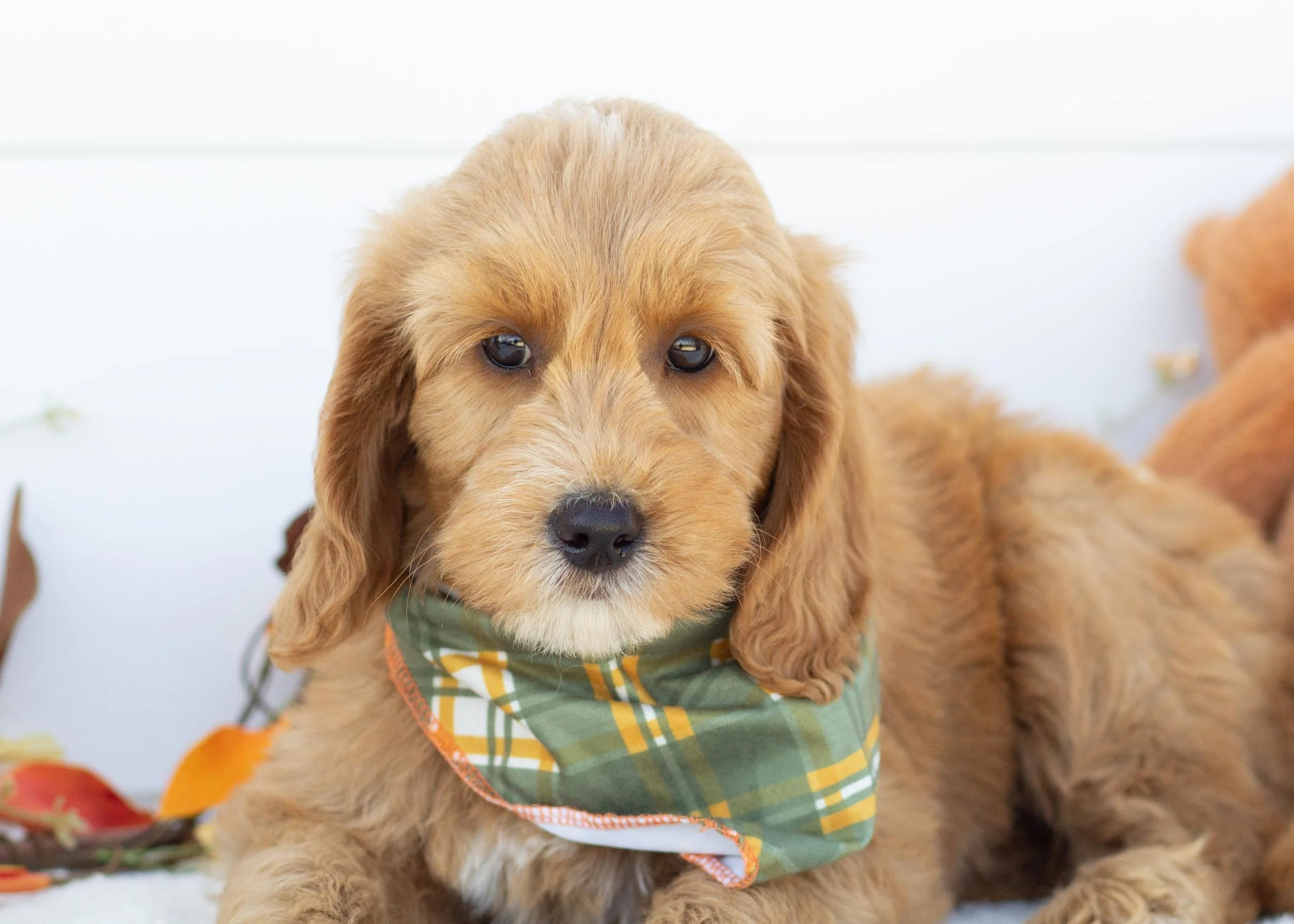 Ruff goldendoodle for sale(1).jpg