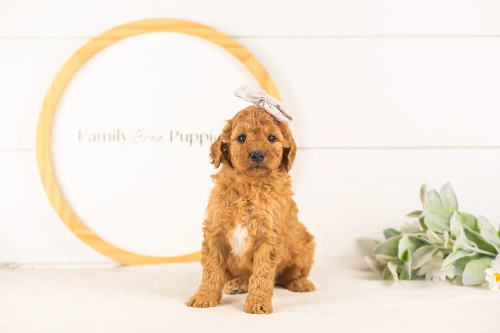 Savannah goldendoodle for sale(1).jpg