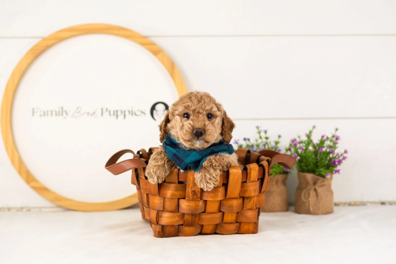Benji goldendoodle for sale(1).jpg