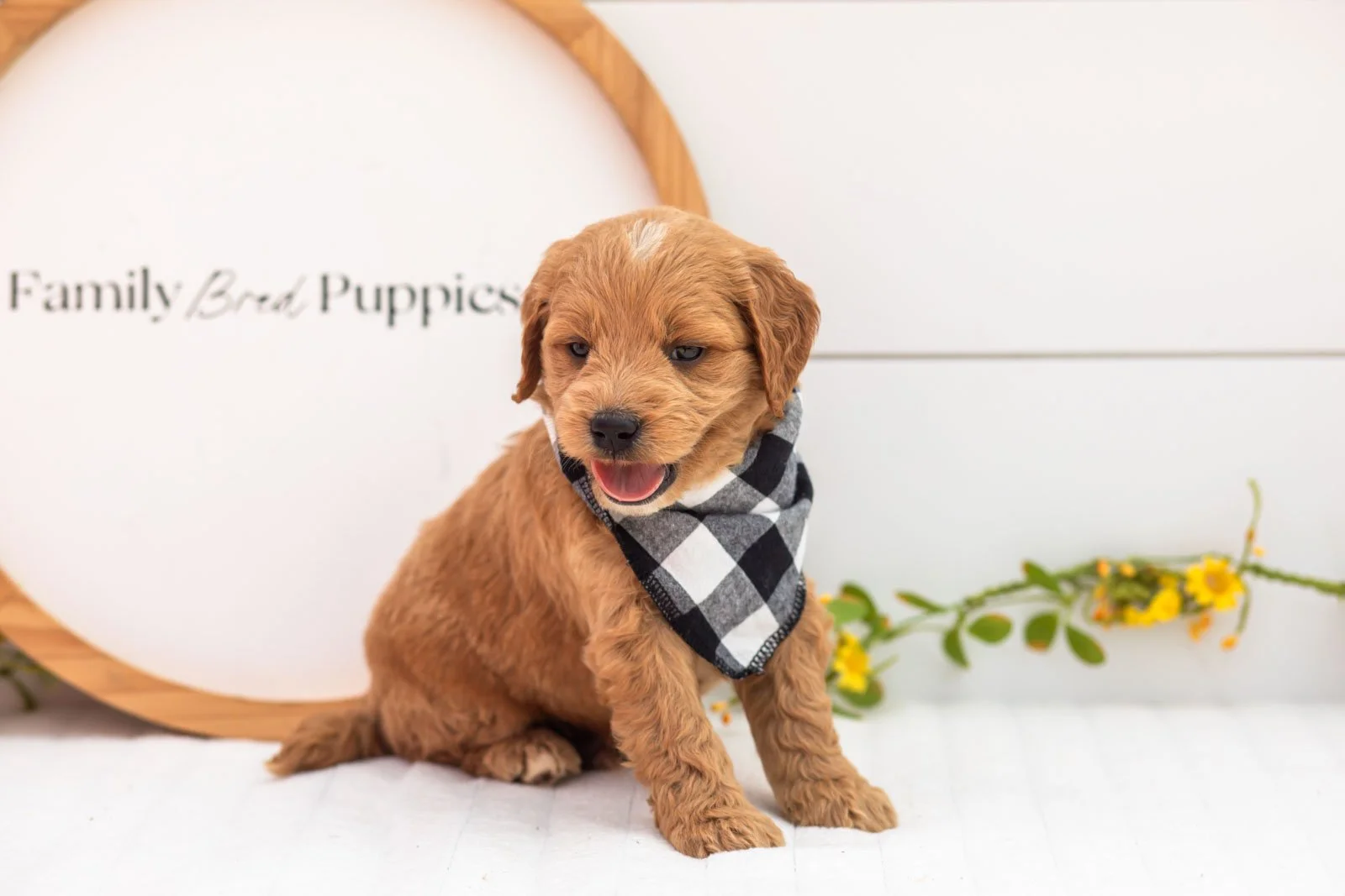 Barley goldendoodle for sale(2).jpg
