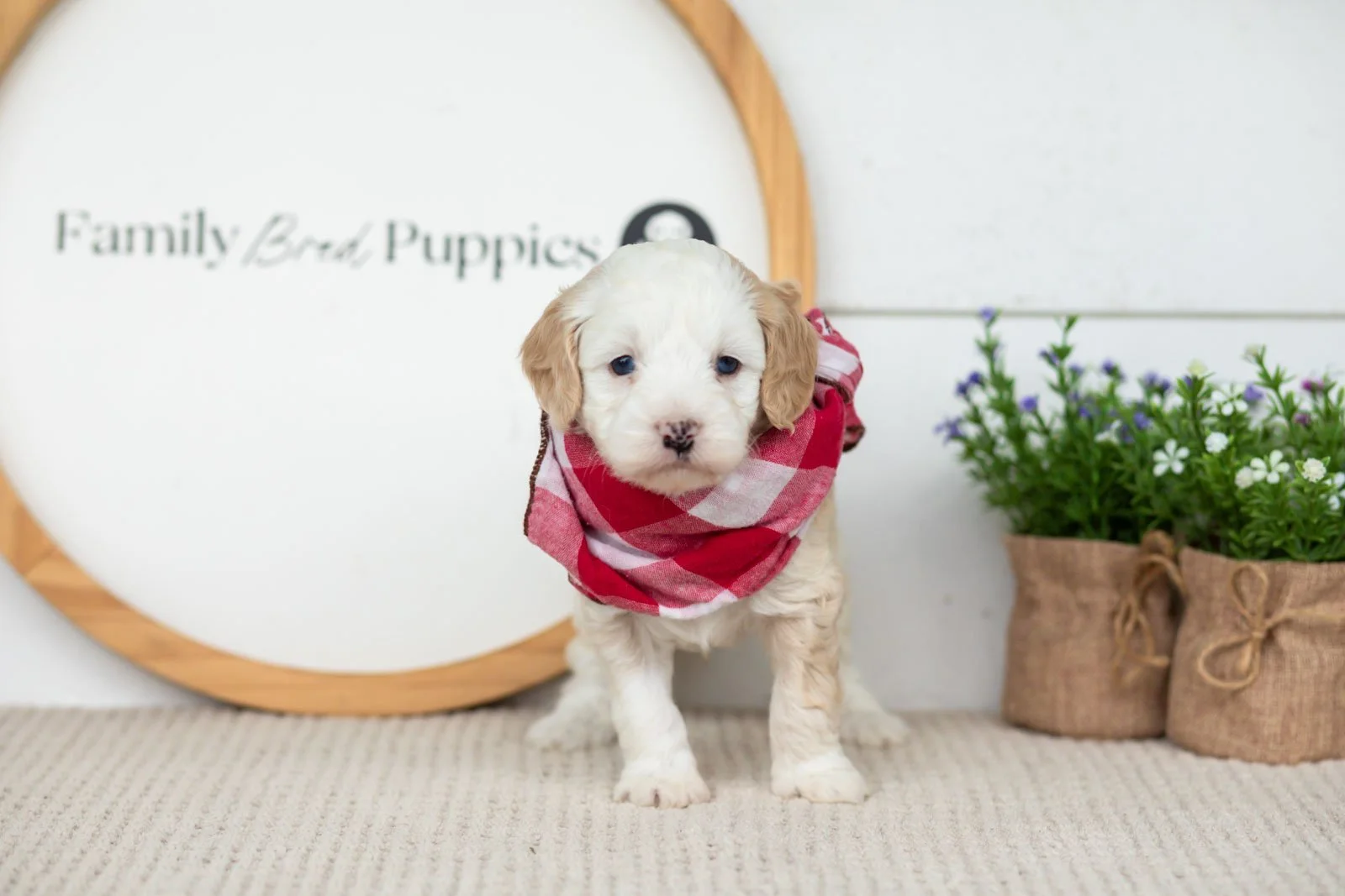 Flash goldendoodle for sale.jpg