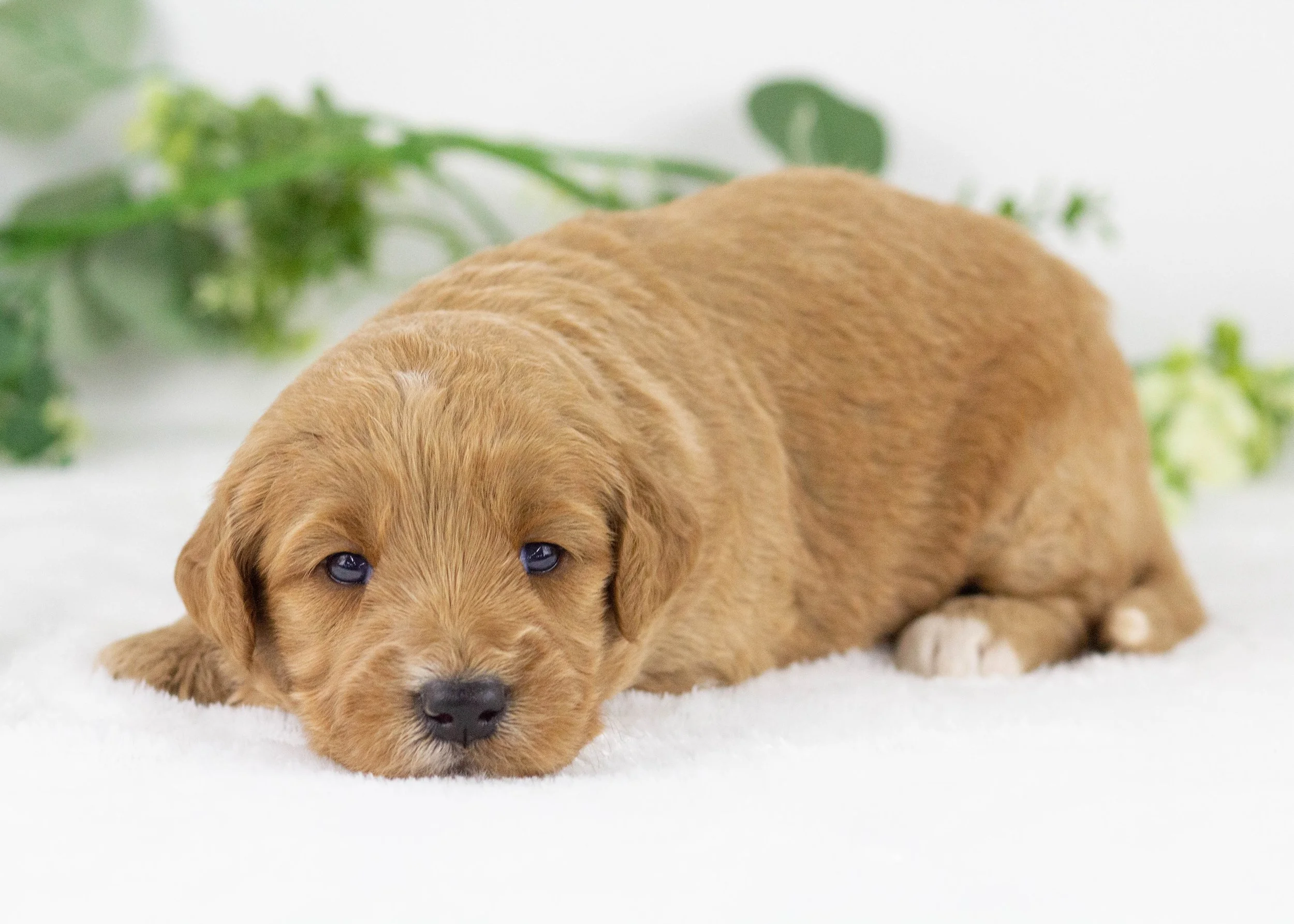 Sparrow goldendoodle for sale(1).jpg