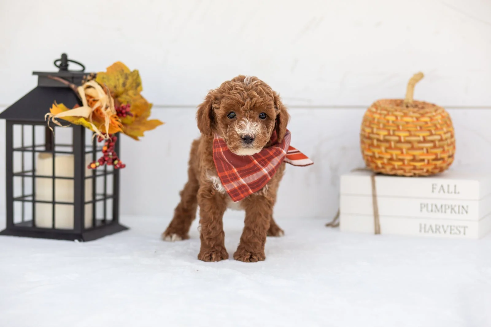 Secretariet goldendoodle for sale 4.jpg