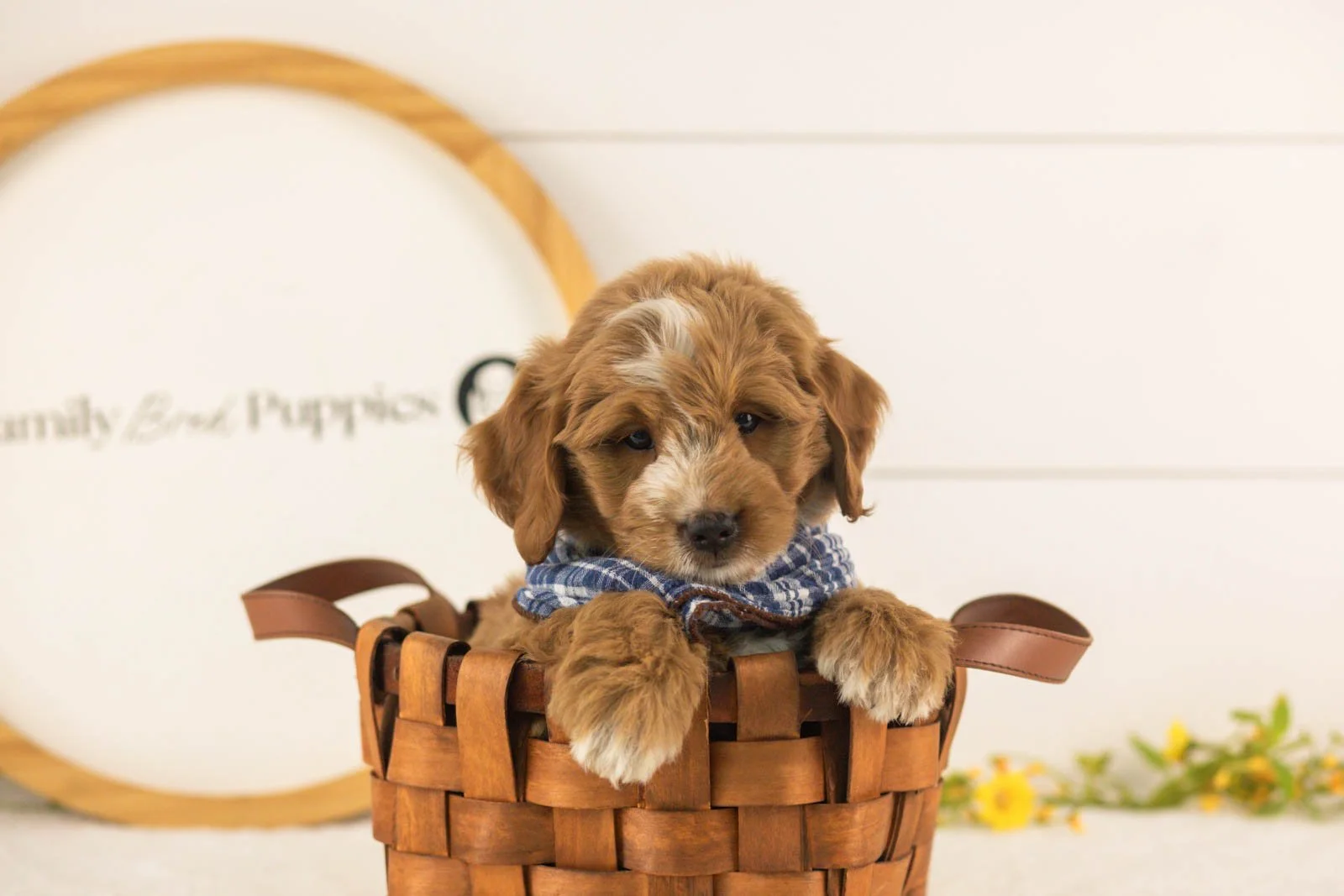 Bobby goldendoodle for sale(2).jpg