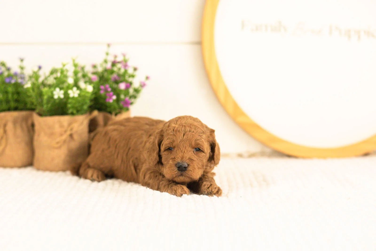 Jerry goldendoodle for sale.jpg