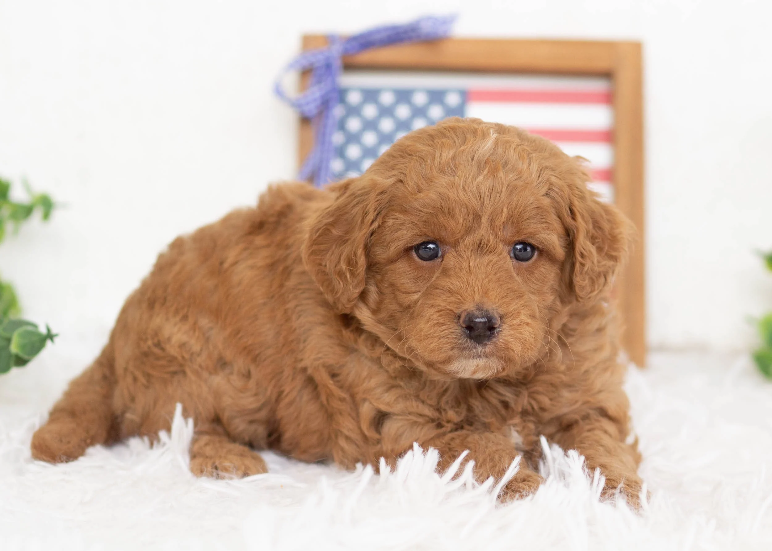 Joey Goldendoodle For Sale(1).jpg