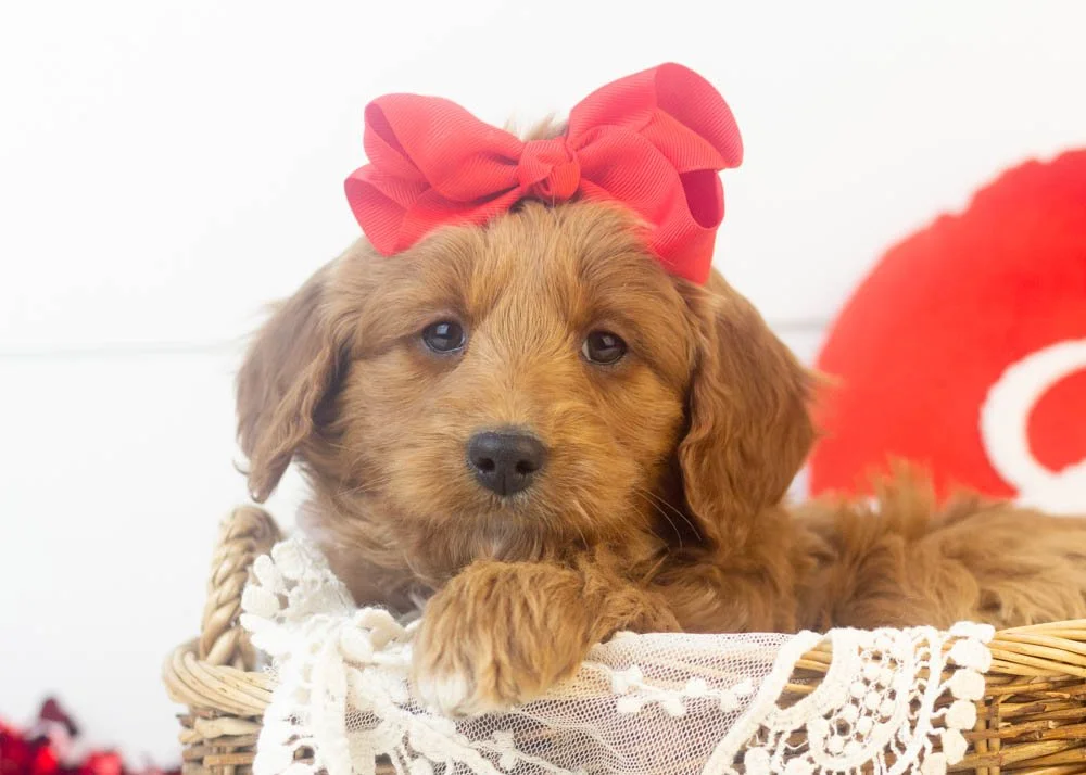 goldendoodle for sale