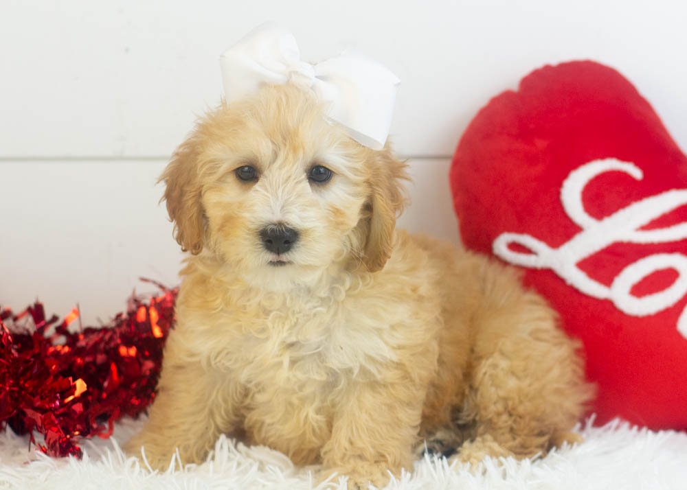 Magnolia goldendoodle for sale.jpg