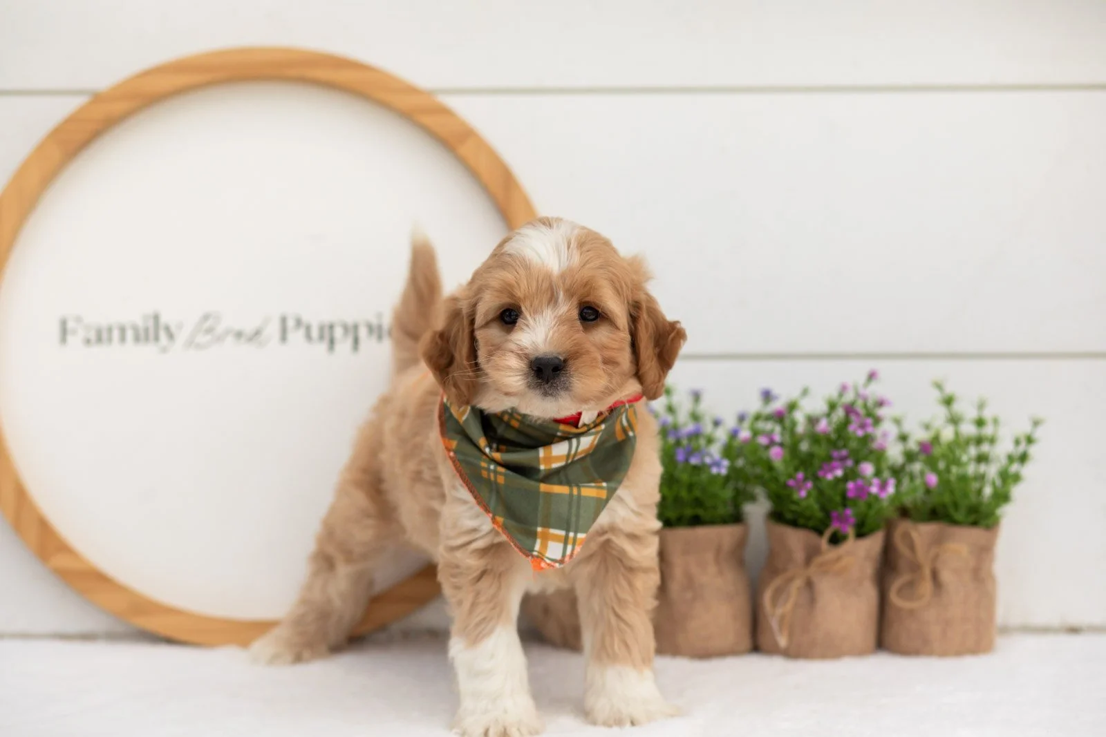 Greg goldendoodle for sale(1).jpg